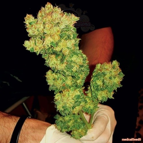 MEDICAL SEEDS - Sour Diesel