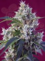 Sweet Seeds - Indigo Berry Kush