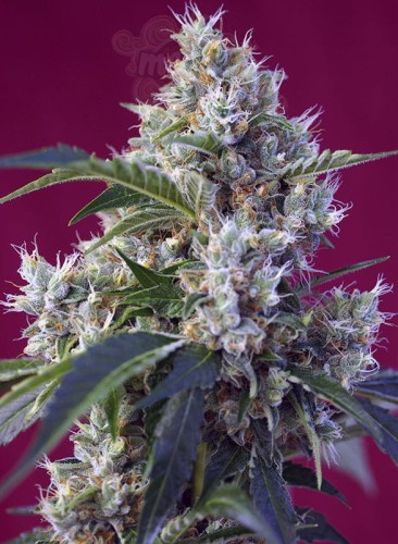 Sweet Seeds - Indigo Berry Kush