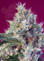 Sweet Seeds - Indigo Berry Kush