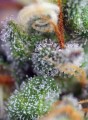 Sweet Seeds - Indigo Berry Kush