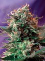 SWEET SEEDS - Jack 47