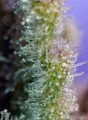 SWEET SEEDS - Jack 47
