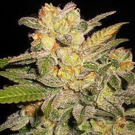 G13 LABS - AUTO NL