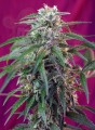 SWEET SEEDS - Green Poison Auto
