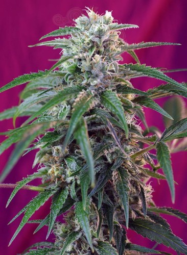 SWEET SEEDS - Green Poison Auto