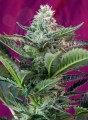 SWEET SEEDS - Mohan Ram Auto