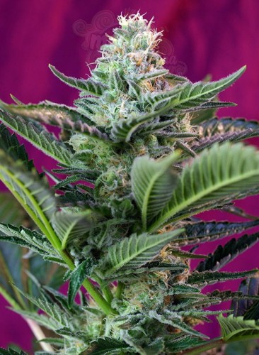 SWEET SEEDS - Mohan Ram Auto