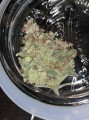 SWEET SEEDS - Mohan Ram Auto