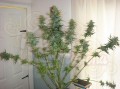 SWEET SEEDS - Mohan Ram Auto