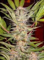 SWEET SEEDS - S.A.D. Sweet Afgani Delicious S1