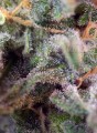 SWEET SEEDS - S.A.D. Sweet Afgani Delicious S1