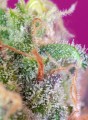 SWEET SEEDS - S.A.D. Sweet Afgani Delicious S1