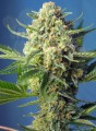 SWEET SEEDS - S.A.D. Sweet Afgani Delicious Auto