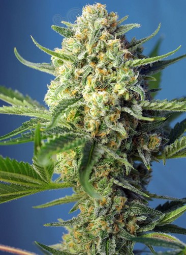 SWEET SEEDS - S.A.D. Sweet Afgani Delicious Auto