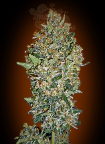 00 SEEDS BANK - Feminized Collection #1