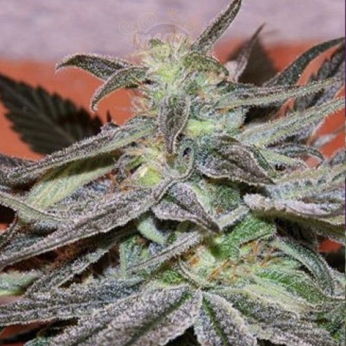 CANNABIOGEN - Panama D.C.