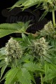 DINAFEM - Moby Dick