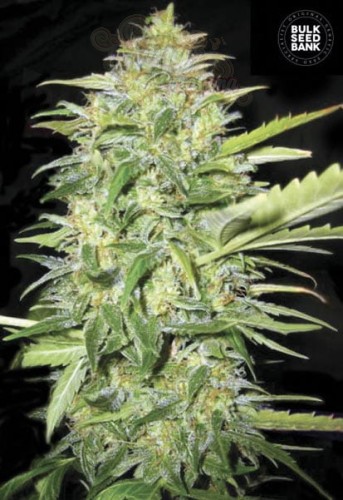 BULK SEED BANK - Auto Lime Skunk