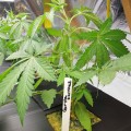 BARNEY'S FARM - Gorilla Zkittlez