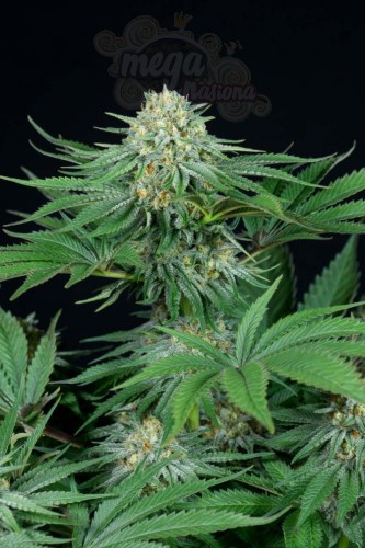 DINAFEM - Bubba Kush CBD