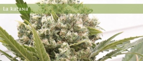 ELITE SEEDS - La Katana