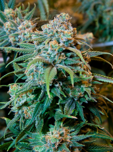 Orange Bud