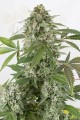 DINAFEM - White Widow Autoflowering