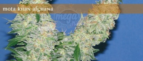 ELITE SEEDS - Mota Khan Afghana