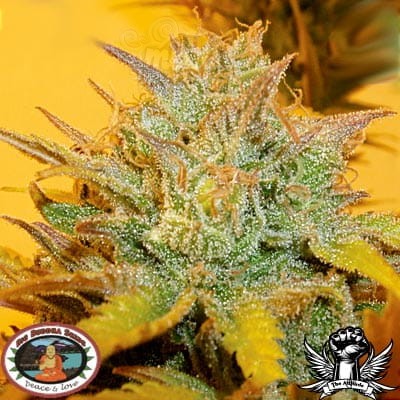 BIG BUDDHA SEEDS - LA Cheese