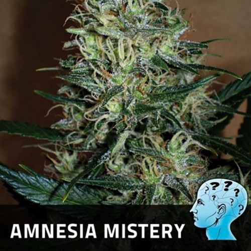 POSITRONICS - Amnesia Mistery