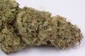DINAFEM - OG Kush Auto