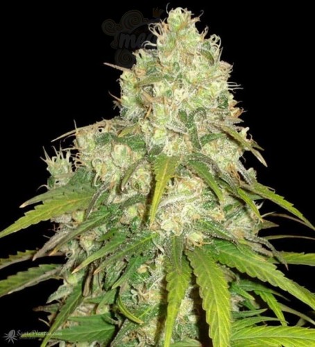 WORLD OF SEEDS - Afghan Kush x Yumbolt