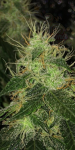 Super Lemon Haze Auto