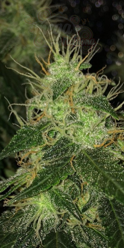Super Lemon Haze Auto