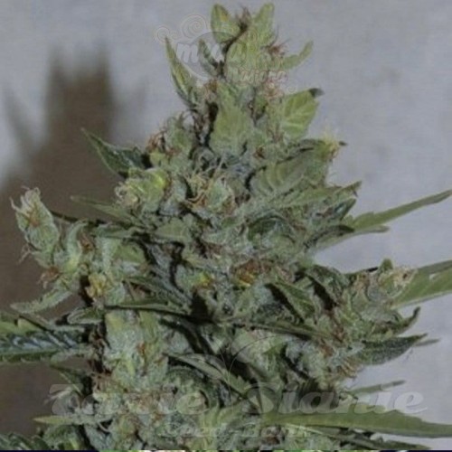 AMARANTA SEEDS - Amarant Dwarf
