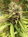 DUTCH PASSION - Auto Blueberry®