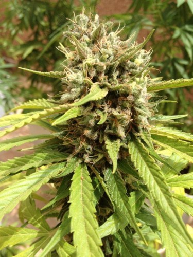 DUTCH PASSION - Auto Blueberry®