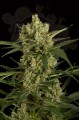 DINAFEM - Original Amnesia Autoflowering