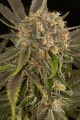 DINAFEM - Blue Kush