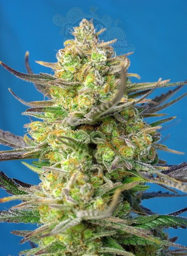 Sweet Seeds - Sweet Cheese XL Auto