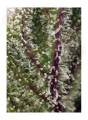Sweet Seeds - Sweet Cheese XL Auto