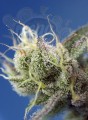 Sweet Seeds - Sweet Cheese XL Auto