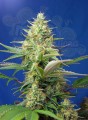 Sweet Seeds - Sweet Pure CBD Auto