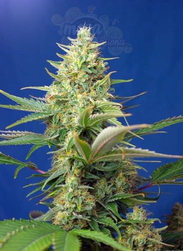Sweet Seeds - Sweet Pure CBD Auto