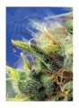 Sweet Seeds - Sweet Pure CBD Auto