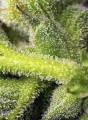 Sweet Seeds - Sweet Pure CBD Auto
