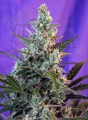 SWEET SEEDS - Sweet Skunk Auto