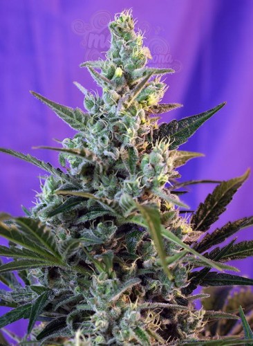SWEET SEEDS - Sweet Skunk Auto