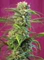 SWEET SEEDS - Sweet Tai